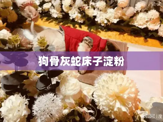 狗骨灰蛇床子淀粉 狗骨灰蛇床子淀粉