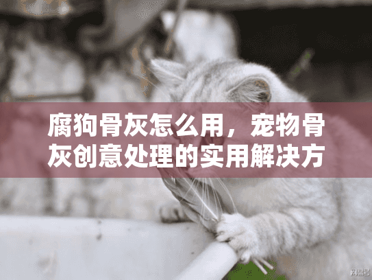 腐狗骨灰怎么用,宠物骨灰创意处理的实用解决方案 腐狗骨灰怎么用,宠物骨灰创意处理的实用解决方案