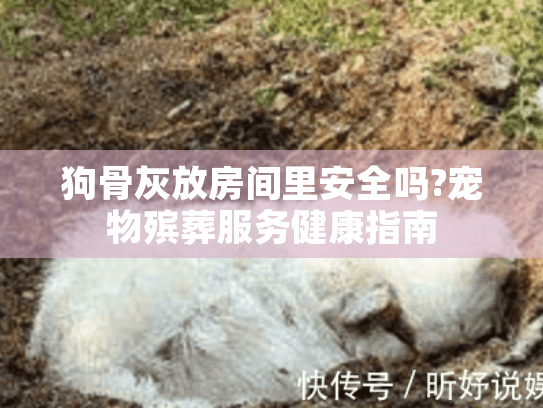 狗骨灰放房间里安全吗?宠物殡葬服务健康指南