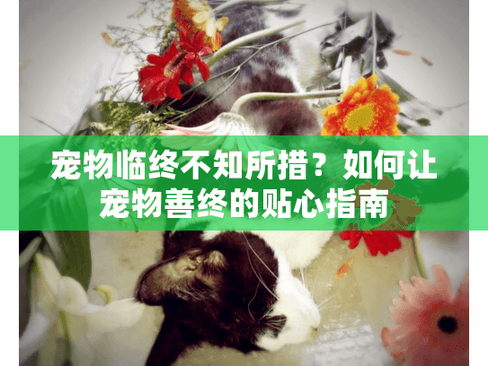 宠物临终不知所措？如何让宠物善终的贴心指南