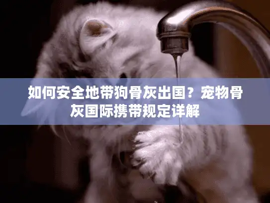 如何安全地带狗骨灰出国？宠物骨灰国际携带规定详解