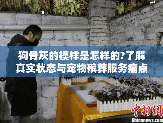 狗骨灰的模样是怎样的?了解真实状态与宠物殡葬服务痛点