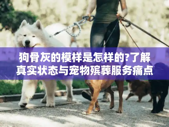 狗骨灰的模样是怎样的?了解真实状态与宠物殡葬服务痛点