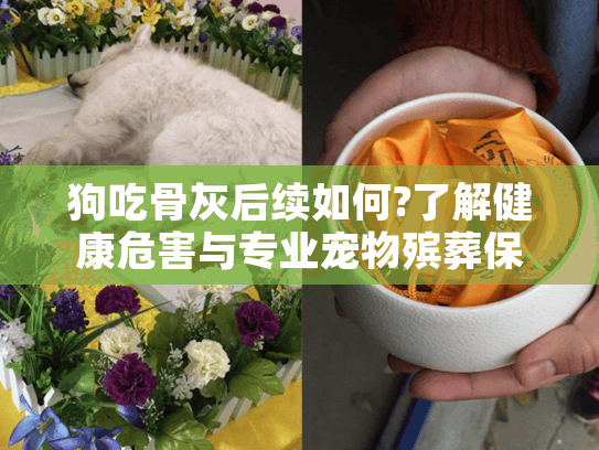 狗吃骨灰后续如何?了解健康危害与专业宠物殡葬保护方案