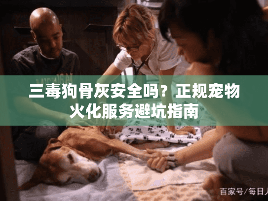 三毒狗骨灰安全吗？正规宠物火化服务避坑指南