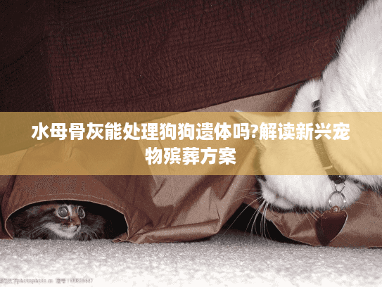 水母骨灰能处理狗狗遗体吗?解读新兴宠物殡葬方案 水母骨灰能处理狗狗遗体吗?解读新兴宠物殡葬方案