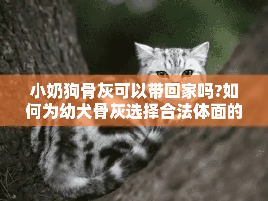 小奶狗骨灰可以带回家吗?如何为幼犬骨灰选择合法体面的安置方式