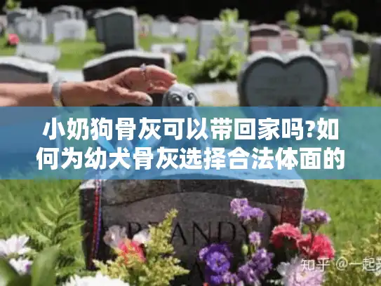 小奶狗骨灰可以带回家吗?如何为幼犬骨灰选择合法体面的安置方式