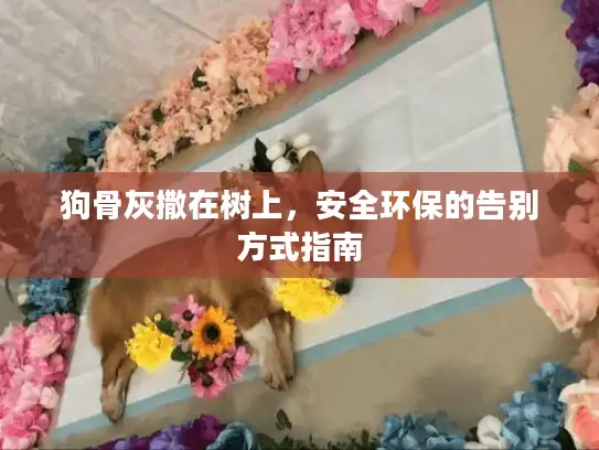 狗骨灰撒在树上，安全环保的告别方式指南