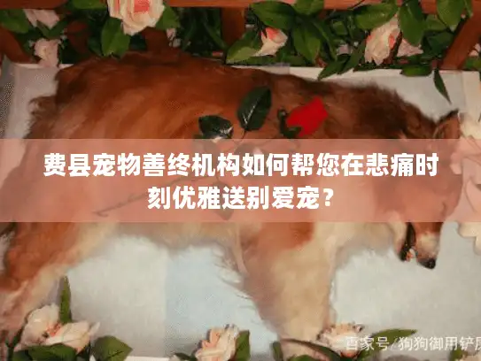 费县宠物善终机构如何帮您在悲痛时刻优雅送别爱宠？
