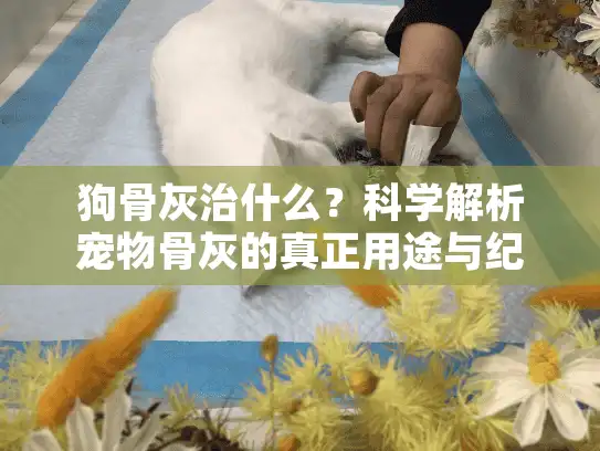 狗骨灰治什么?科学解析宠物骨灰的真正用途与纪念价值 狗骨灰治什么?科学解析宠物骨灰的真正用途与纪念价值