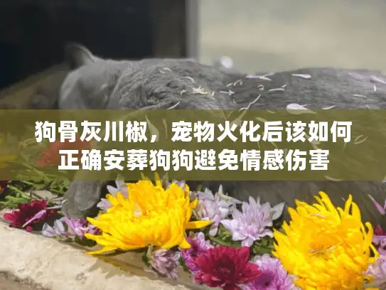 狗骨灰川椒，宠物火化后该如何正确安葬狗狗避免情感伤害