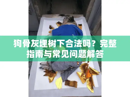 狗骨灰埋树下合法吗？完整指南与常见问题解答