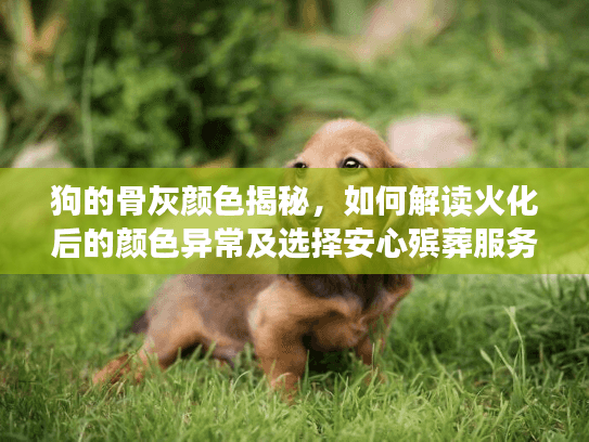 狗的骨灰颜色揭秘,如何解读火化后的颜色异常及选择安心殡葬服务 狗的骨灰颜色揭秘,如何解读火化后的颜色异常及选择安心殡葬服务