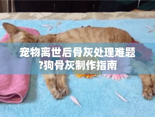 宠物离世后骨灰处理难题?狗骨灰制作指南 宠物离世后骨灰处理难题?狗骨灰制作指南