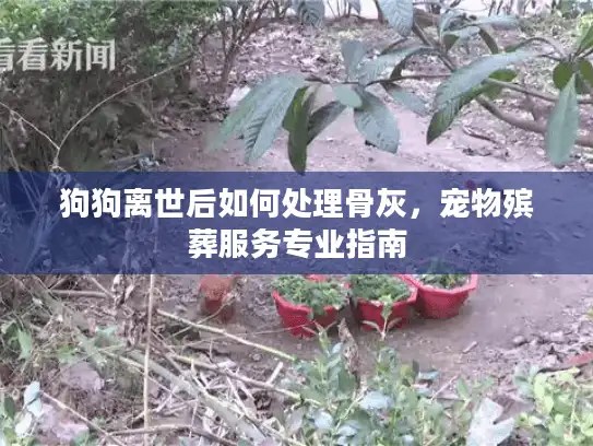 狗狗离世后如何处理骨灰,宠物殡葬服务专业指南 狗狗离世后如何处理骨灰,宠物殡葬服务专业指南