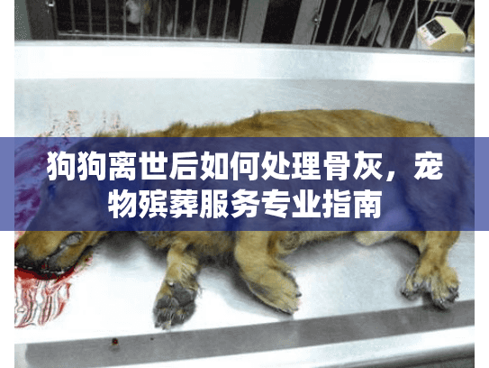 狗狗离世后如何处理骨灰,宠物殡葬服务专业指南 狗狗离世后如何处理骨灰,宠物殡葬服务专业指南