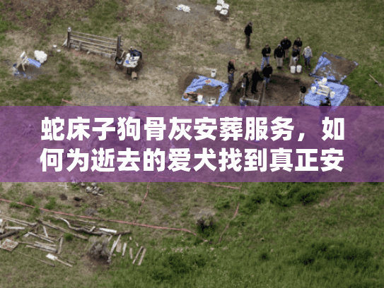蛇床子狗骨灰安葬服务，如何为逝去的爱犬找到真正安心的归宿？