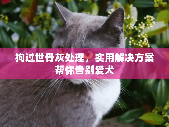 狗过世骨灰处理，实用解决方案帮你告别爱犬