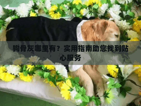 狗骨灰哪里有？实用指南助您找到贴心服务