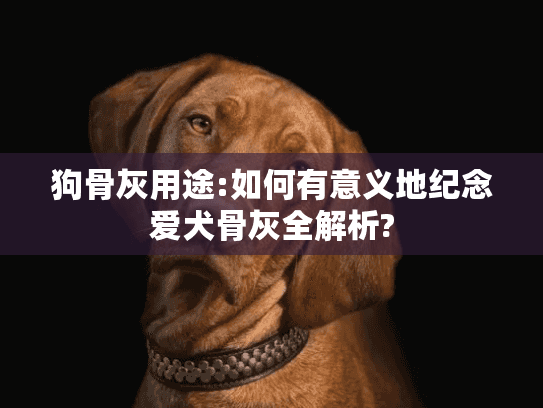 狗骨灰用途:如何有意义地纪念爱犬骨灰全解析? 狗骨灰用途:如何有意义地纪念爱犬骨灰全解析?