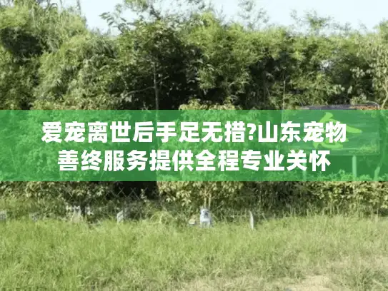 爱宠离世后手足无措?山东宠物善终服务提供全程专业关怀