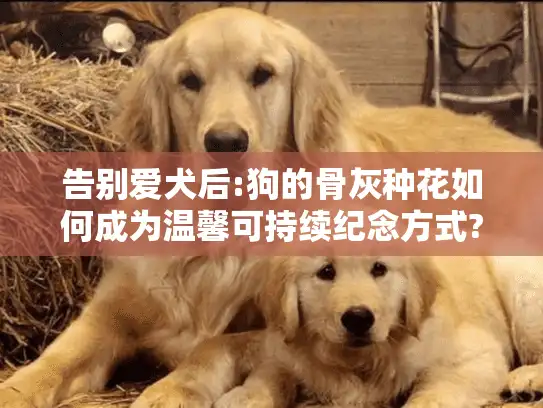 告别爱犬后:狗的骨灰种花如何成为温馨可持续纪念方式?