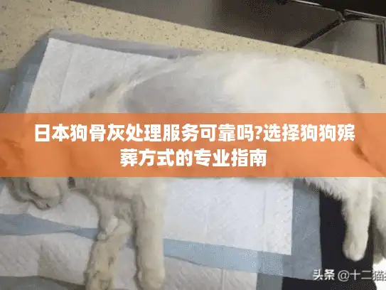 日本狗骨灰处理服务可靠吗?选择狗狗殡葬方式的专业指南