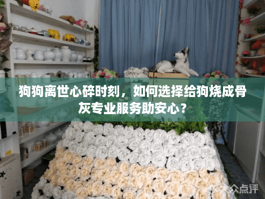 狗狗离世心碎时刻，如何选择给狗烧成骨灰专业服务助安心？