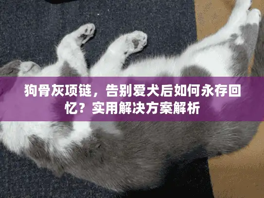 狗骨灰项链，告别爱犬后如何永存回忆？实用解决方案解析