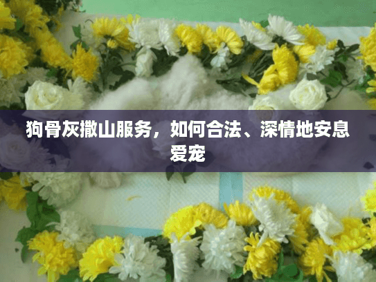 狗骨灰撒山服务，如何合法、深情地安息爱宠