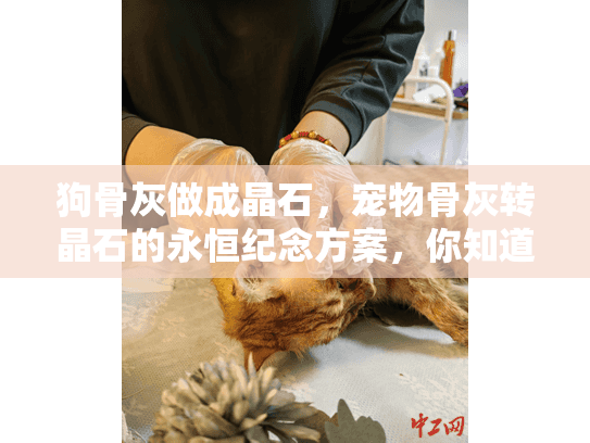 狗骨灰做成晶石,宠物骨灰转晶石的永恒纪念方案,你知道怎么做吗? 狗骨灰做成晶石,宠物骨灰转晶石的永恒纪念方案,你知道怎么做吗?