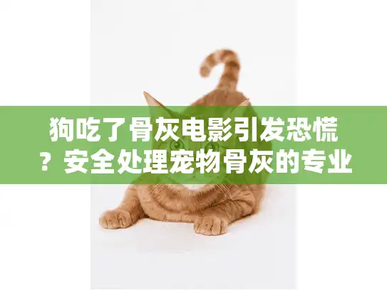 狗吃了骨灰电影引发恐慌?安全处理宠物骨灰的专业指南 狗吃了骨灰电影引发恐慌?安全处理宠物骨灰的专业指南