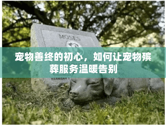 宠物善终的初心，如何让宠物殡葬服务温暖告别