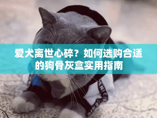 爱犬离世心碎？如何选购合适的狗骨灰盒实用指南