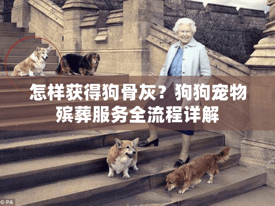 怎样获得狗骨灰?狗狗宠物殡葬服务全流程详解 怎样获得狗骨灰?狗狗宠物殡葬服务全流程详解