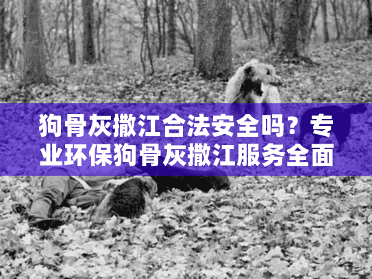 狗骨灰撒江合法安全吗？专业环保狗骨灰撒江服务全面解析