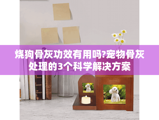 烧狗骨灰功效有用吗?宠物骨灰处理的3个科学解决方案