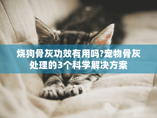 烧狗骨灰功效有用吗?宠物骨灰处理的3个科学解决方案