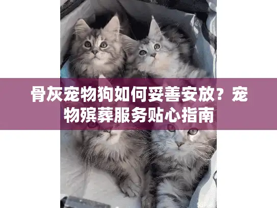 骨灰宠物狗如何妥善安放？宠物殡葬服务贴心指南