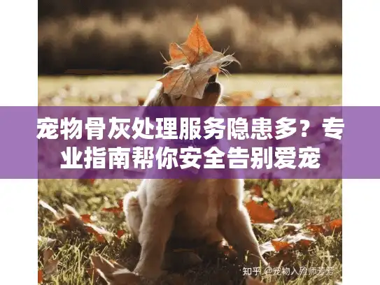 宠物骨灰处理服务隐患多？专业指南帮你安全告别爱宠