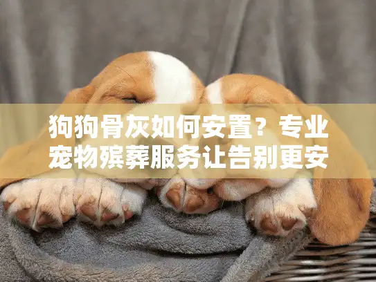 狗狗骨灰如何安置？专业宠物殡葬服务让告别更安心