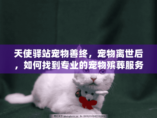 天使驿站宠物善终,宠物离世后,如何找到专业的宠物殡葬服务? 天使驿站宠物善终,宠物离世后,如何找到专业的宠物殡葬服务?
