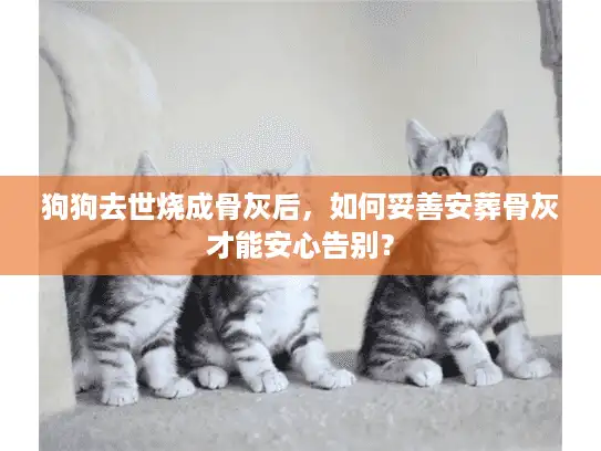狗狗去世烧成骨灰后，如何妥善安葬骨灰才能安心告别？