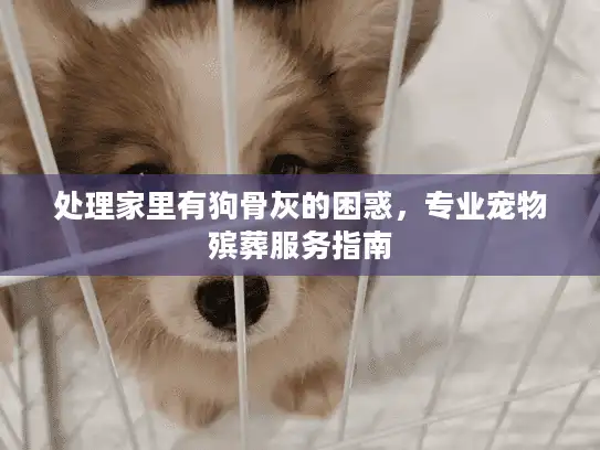 处理家里有狗骨灰的困惑,专业宠物殡葬服务指南 处理家里有狗骨灰的困惑,专业宠物殡葬服务指南