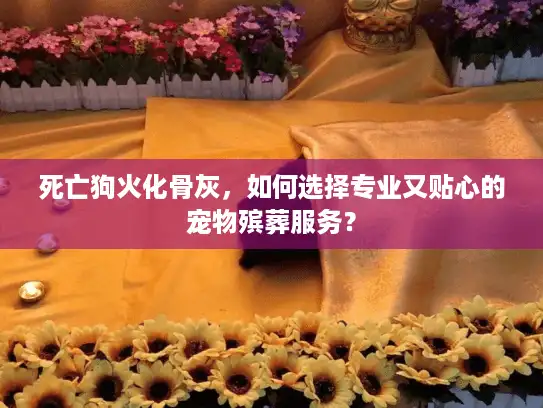 死亡狗火化骨灰，如何选择专业又贴心的宠物殡葬服务？