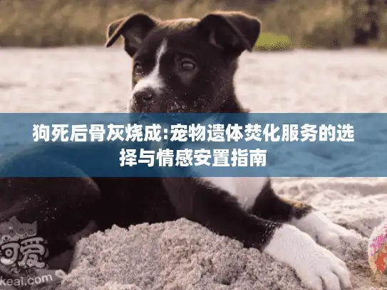 狗死后骨灰烧成:宠物遗体焚化服务的选择与情感安置指南