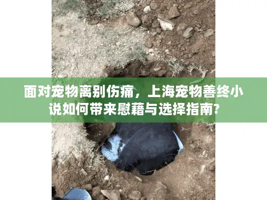面对宠物离别伤痛,上海宠物善终小说如何带来慰藉与选择指南? 面对宠物离别伤痛,上海宠物善终小说如何带来慰藉与选择指南?
