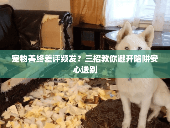 宠物善终差评频发？三招教你避开陷阱安心送别