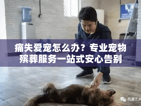 痛失爱宠怎么办？专业宠物殡葬服务一站式安心告别